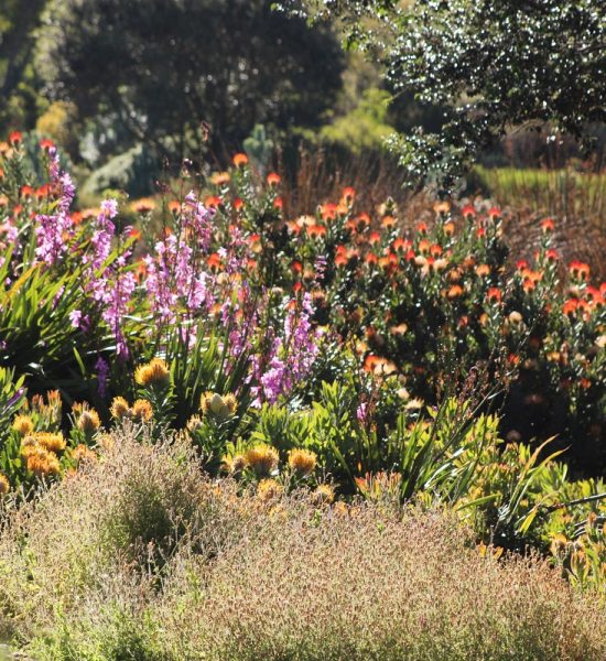 Mountain, Kirstenbosch & Wine tasting
